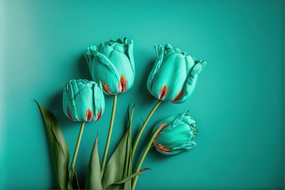 beautiful-spring-tulip