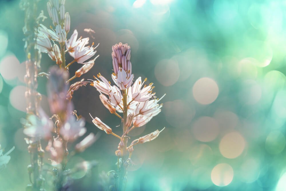 close-up-shot-beautiful-flowers