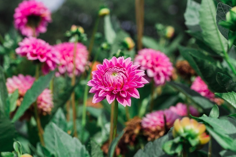 closeup-blooming