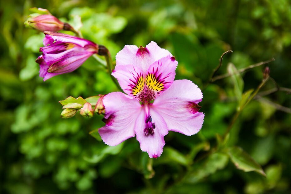 closeup-blossomed