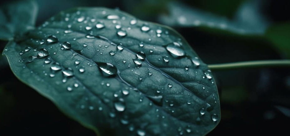drops-transparent-rain-water