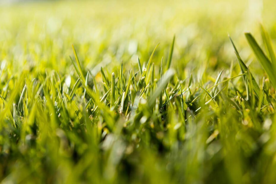 natural-grass-close-up