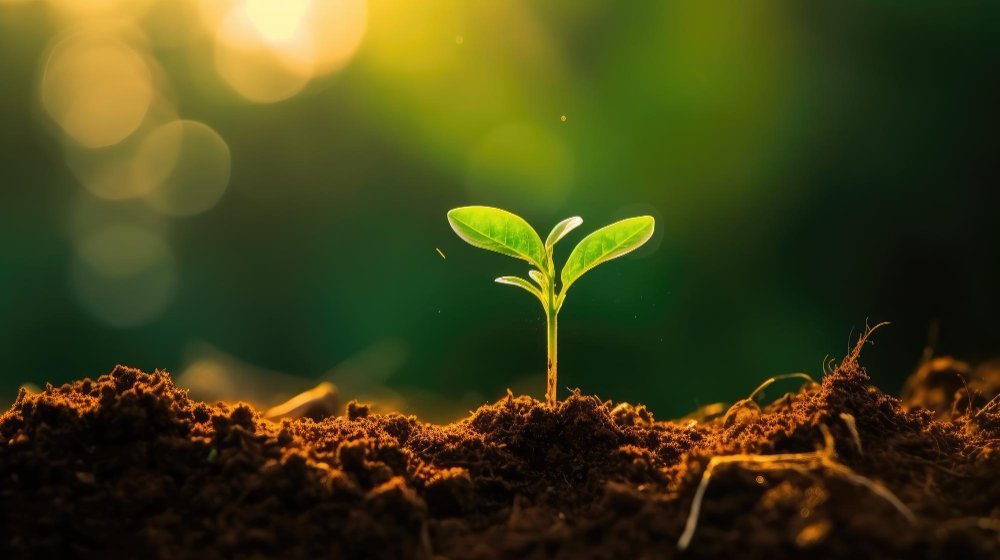 plant-that-is-growing