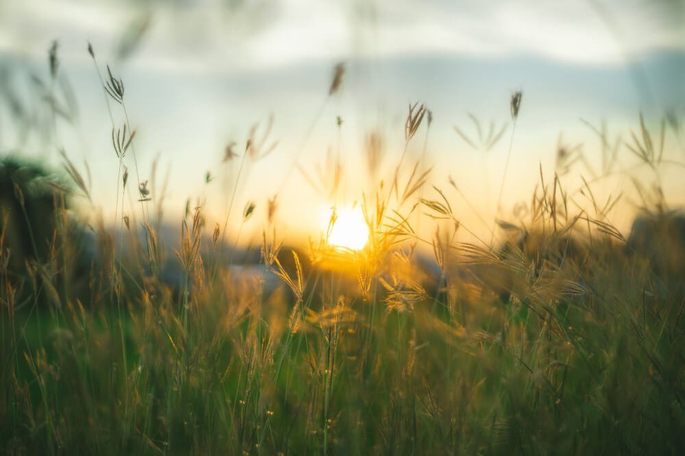 prairie-grasses