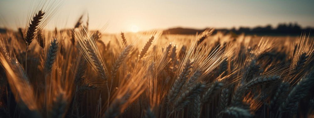 spikes-ripe-wheat