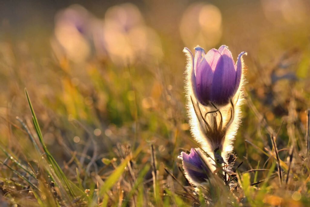 tiny-flower-morning-light.