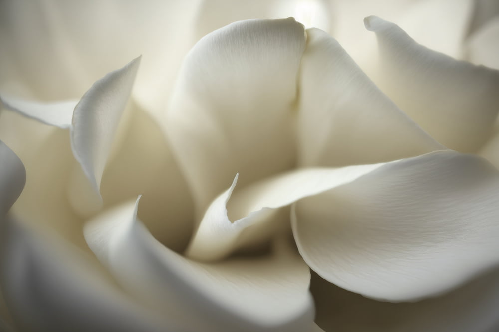 white-rose