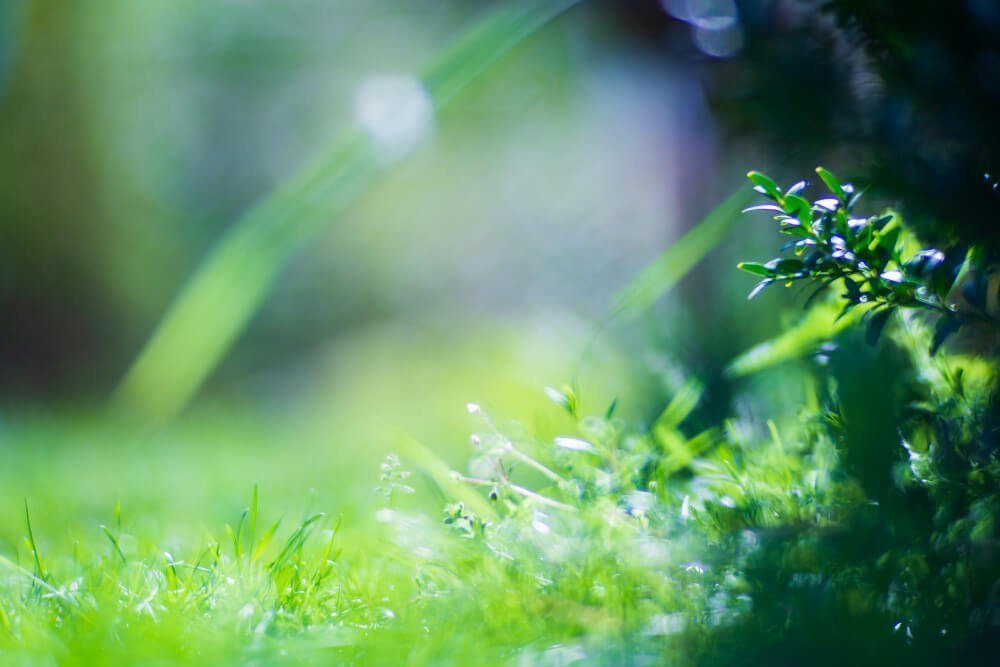 wildflowers-closeup