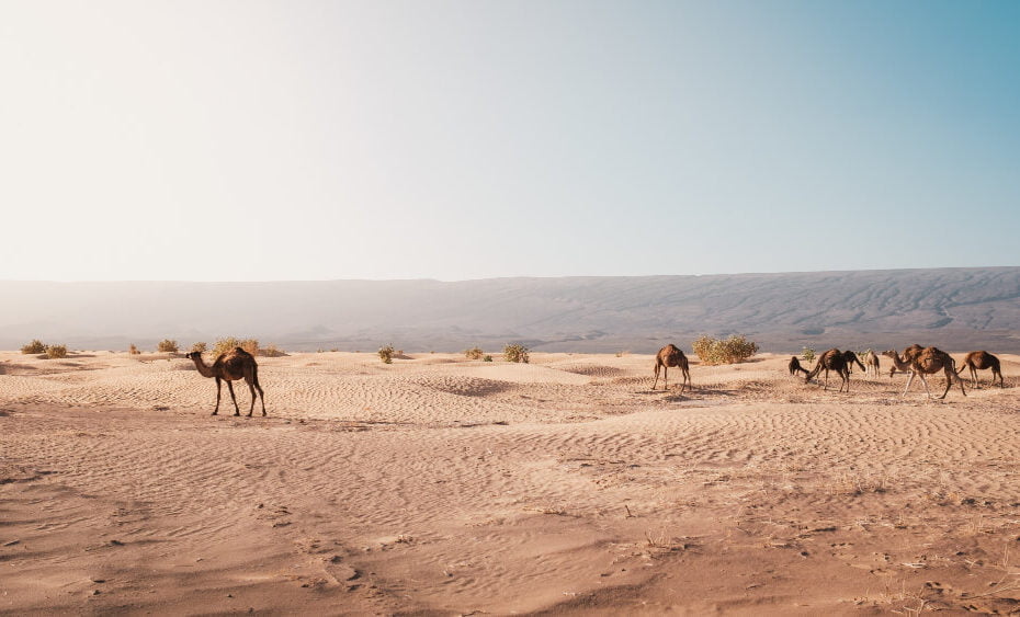 beautiful-view-camels