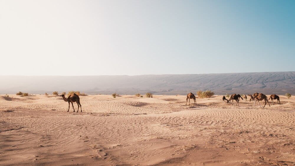 beautiful-view-camels