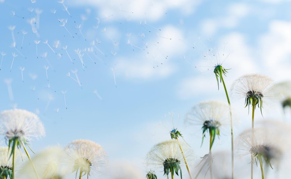 closeup-dandelions-dropping-seeds