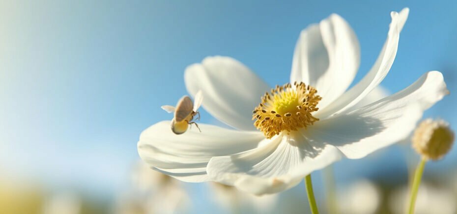 white-anemone-flower-with-yellow-stamens