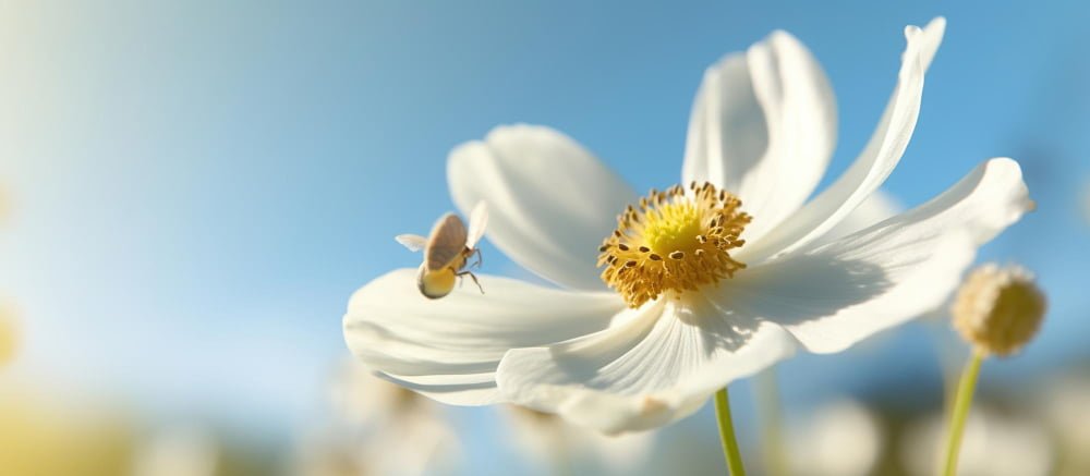 white-anemone-flower-with-yellow-stamens