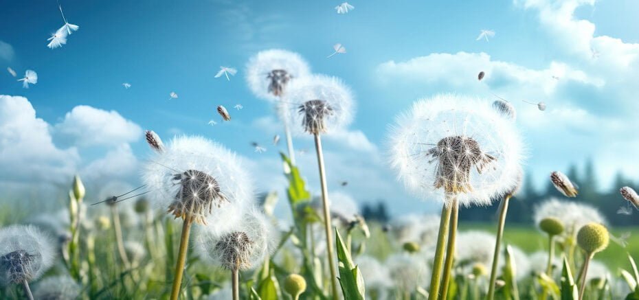 white-fluffy-dandelions