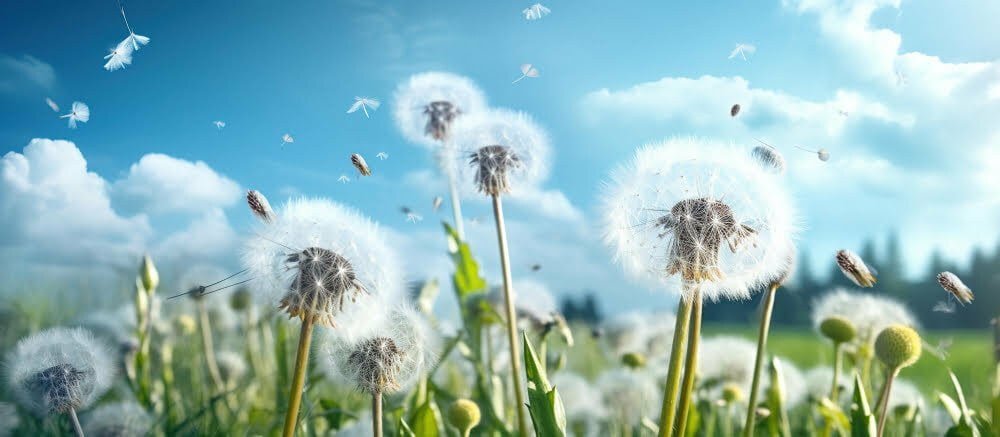 white-fluffy-dandelions