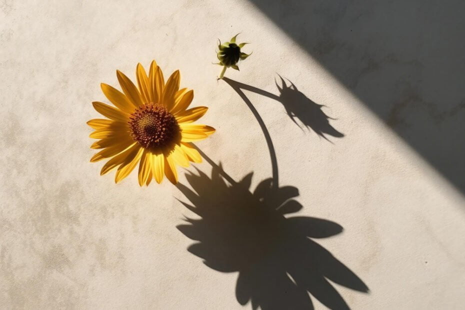 yellow-sunflower
